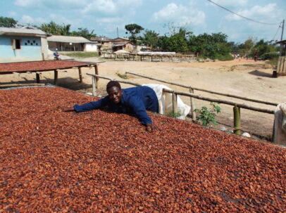 drying the cocoa