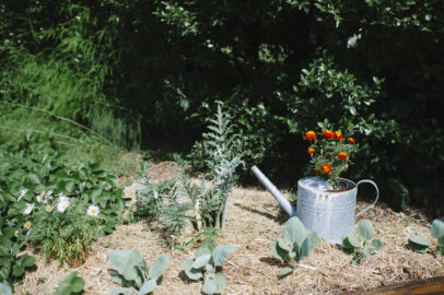 Mondo Organics Garden