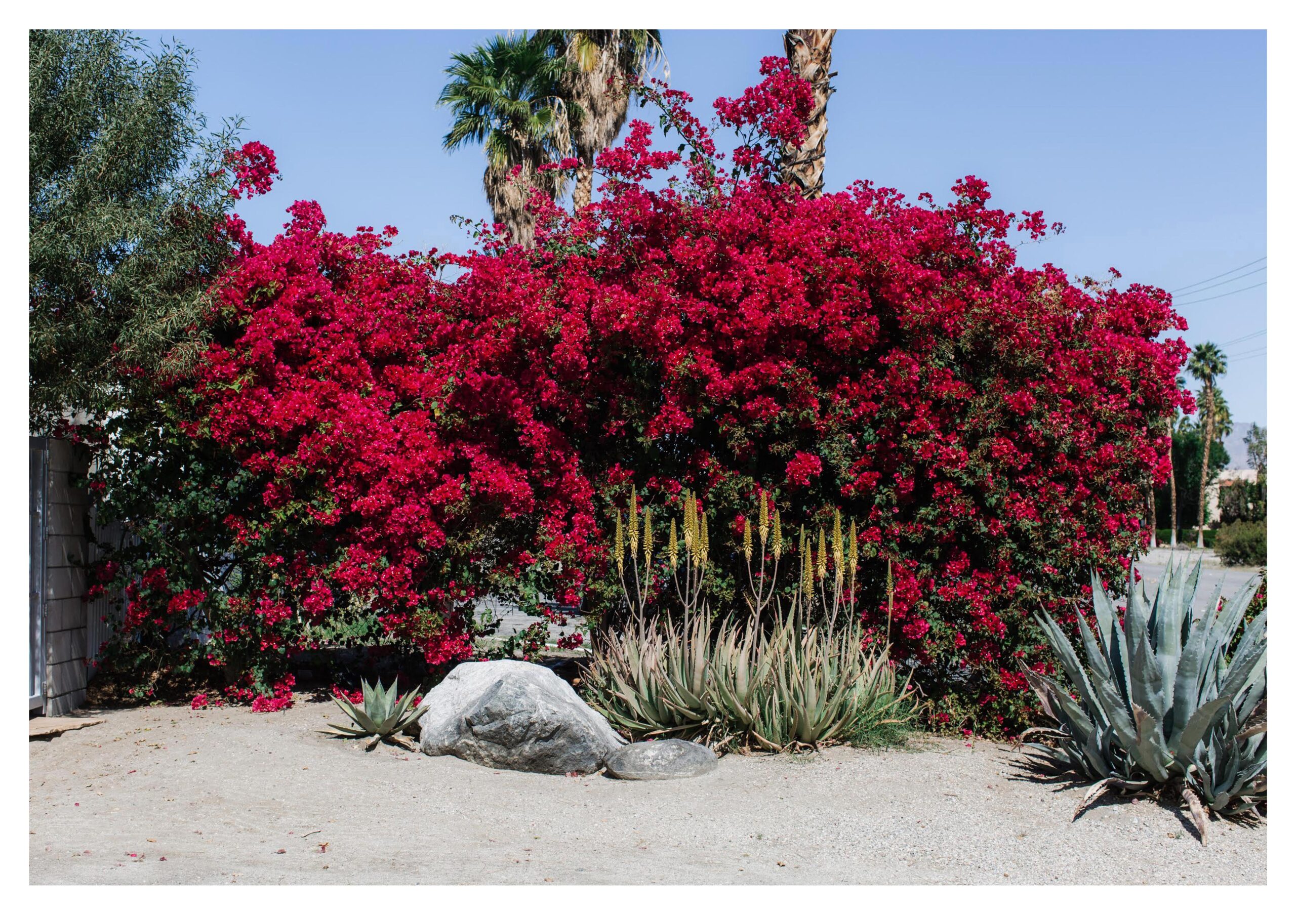Say Peace! Posters Desert