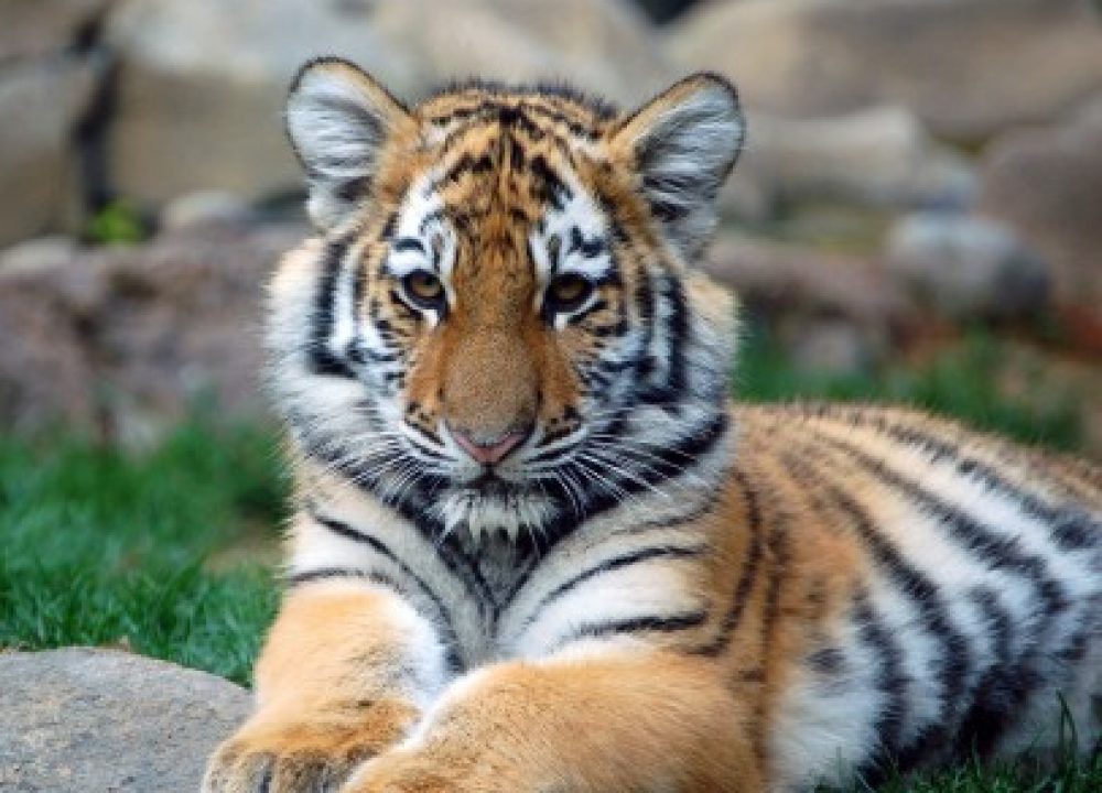 Tiger Cub
