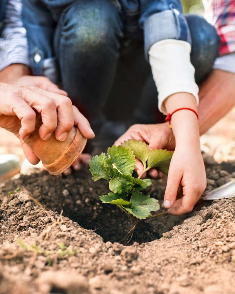 Horticulture for happiness