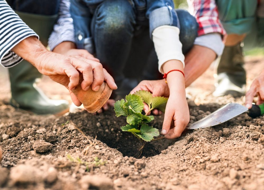 Horticulture for happiness