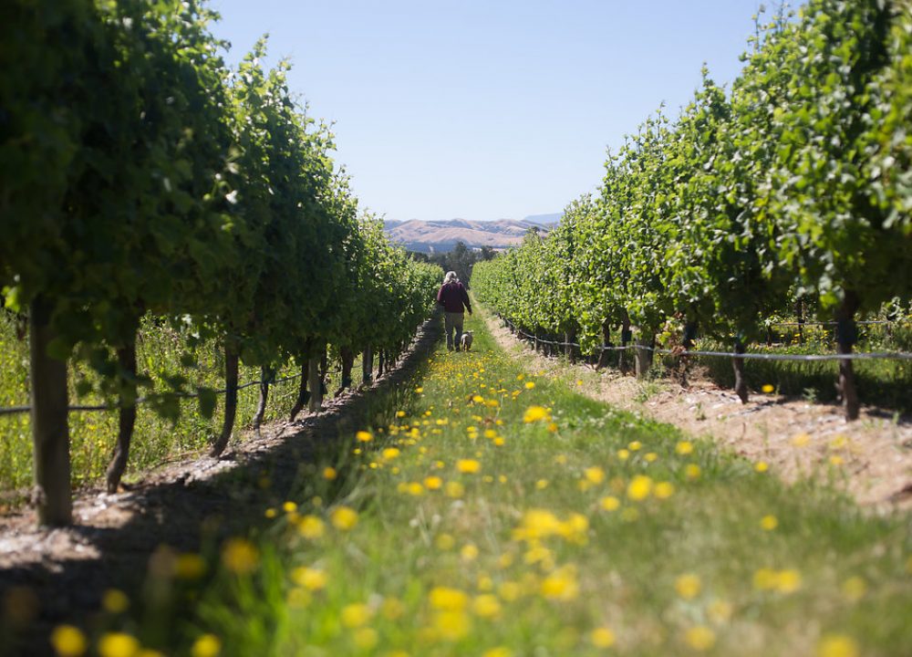 Yealands giveaway Sauvignon Blanc day