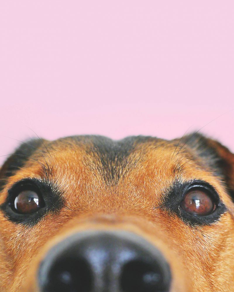 Peppermint-PetsHeader