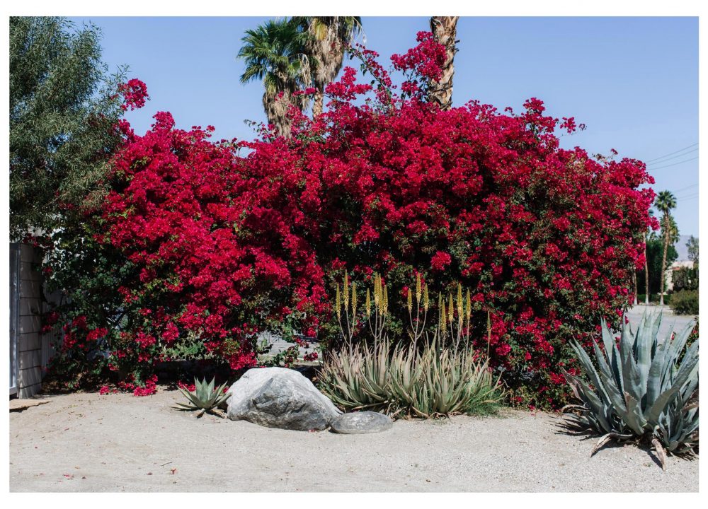 Say Peace! Posters Desert