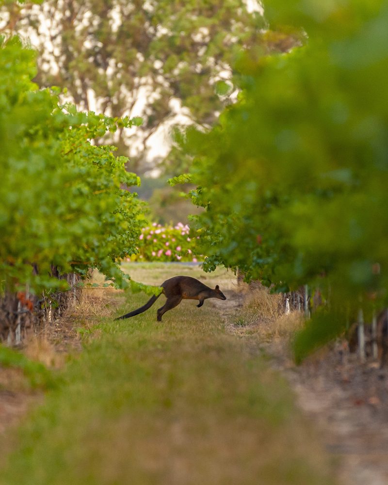 Yalumba
Coonawarra, South Australia
Photo: John Krüger