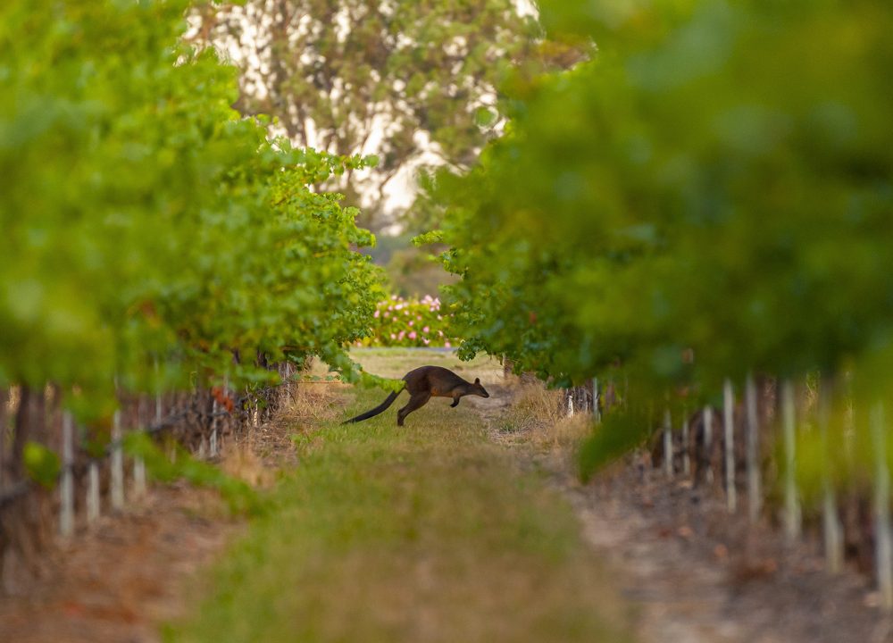 Yalumba
Coonawarra, South Australia
Photo: John Krüger