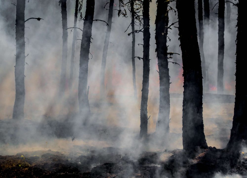 Amazon rainforest fashion