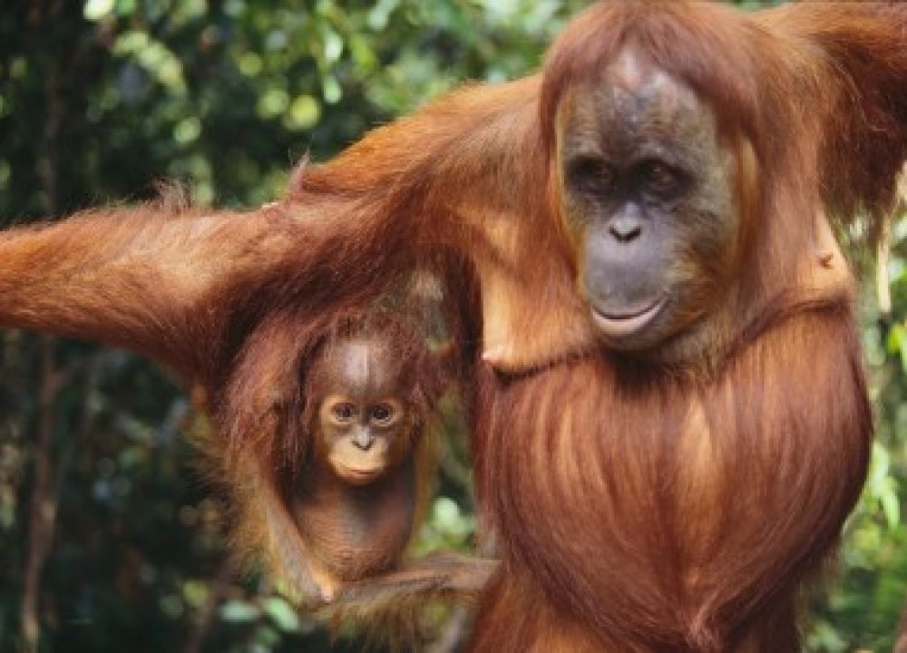 Orangutan and Baby ©Corbis