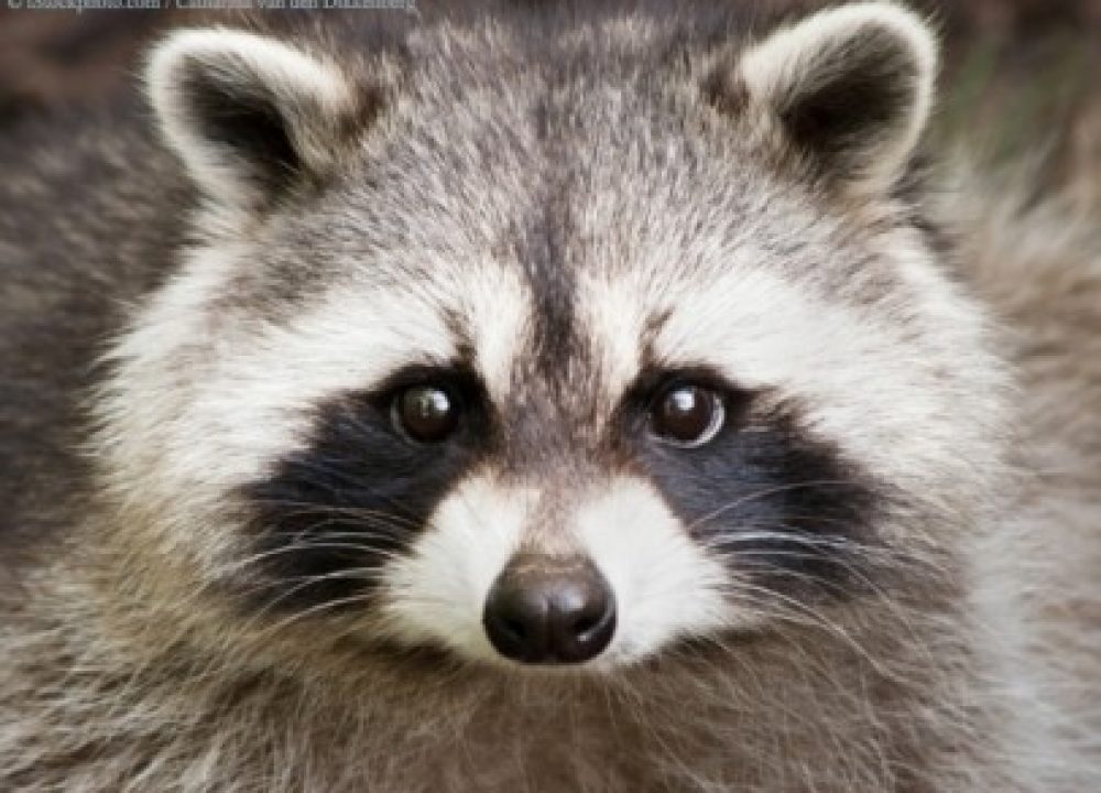 Raccoon courtesy of PETA