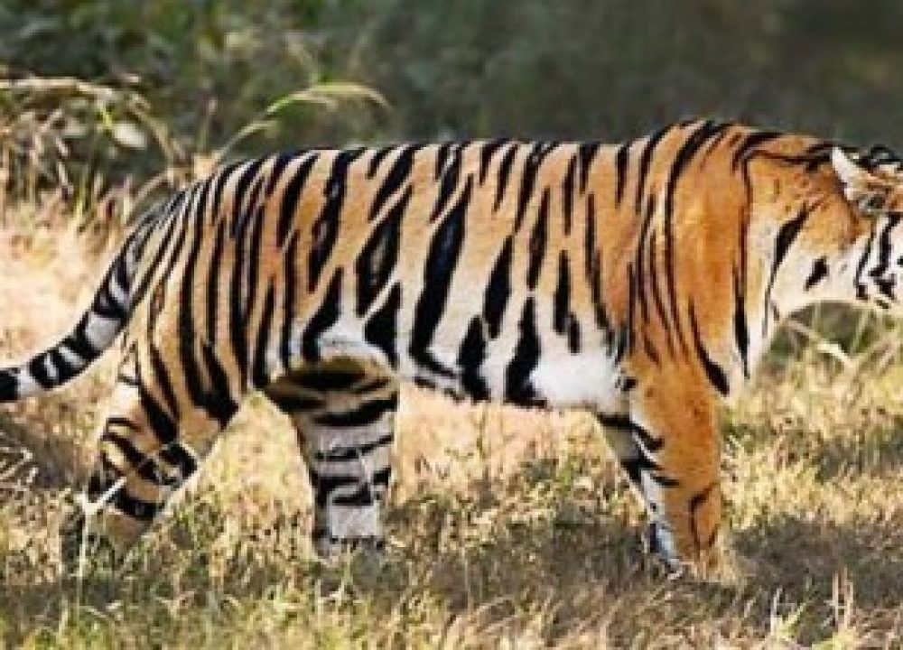 Tiger by Roger Hooper WWF